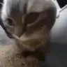cat_chipi