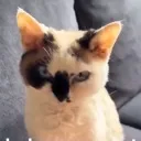 NOCIV