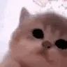 kittyJam