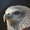 eagle_face Discord Emoji from Eagle Community