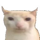 bruh bruh