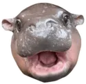 moo_deng