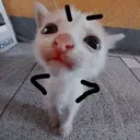 CatEh