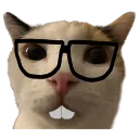 cl_Nerd_Cat