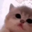 kittyJam