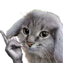 dog3