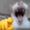 xn_catlaugh