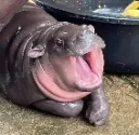 hipopotamo