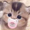 CatBaby