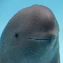 cole_the_dolphin