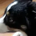doggo