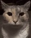 cb_catto_stare
