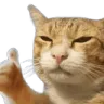 catapproves