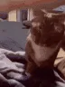 catAnswer