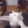 yaycat