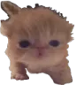 justwokeup