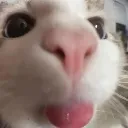 mlep