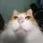 cat_sho cat_sho