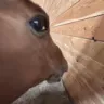 SideEye