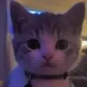picklethecat