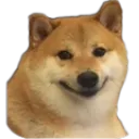 doge_what