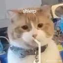 slerp