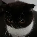whiskers