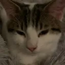 comfy comfy