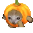 PumpkinCatRun PumpkinCatRun