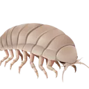 angelipodreal