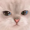 Cat_Angy