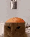 catbrain