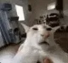 guh