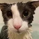 soggycat soggycat