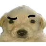 dog dog