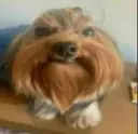C_cachorro