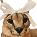 floppacoquette