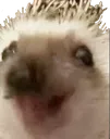HedgehogHappy