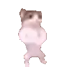 cat_dancing