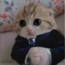 gatoserio