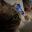cat_sideeye
