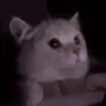 CatFlashbang