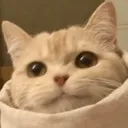 catburrito