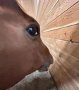 :Horse: