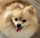 FeliMuffin