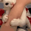 kittybite
