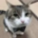 fancy_cat