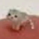 scrunkly_cat