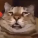 meow
