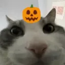 pumpkinwires pumpkinwires